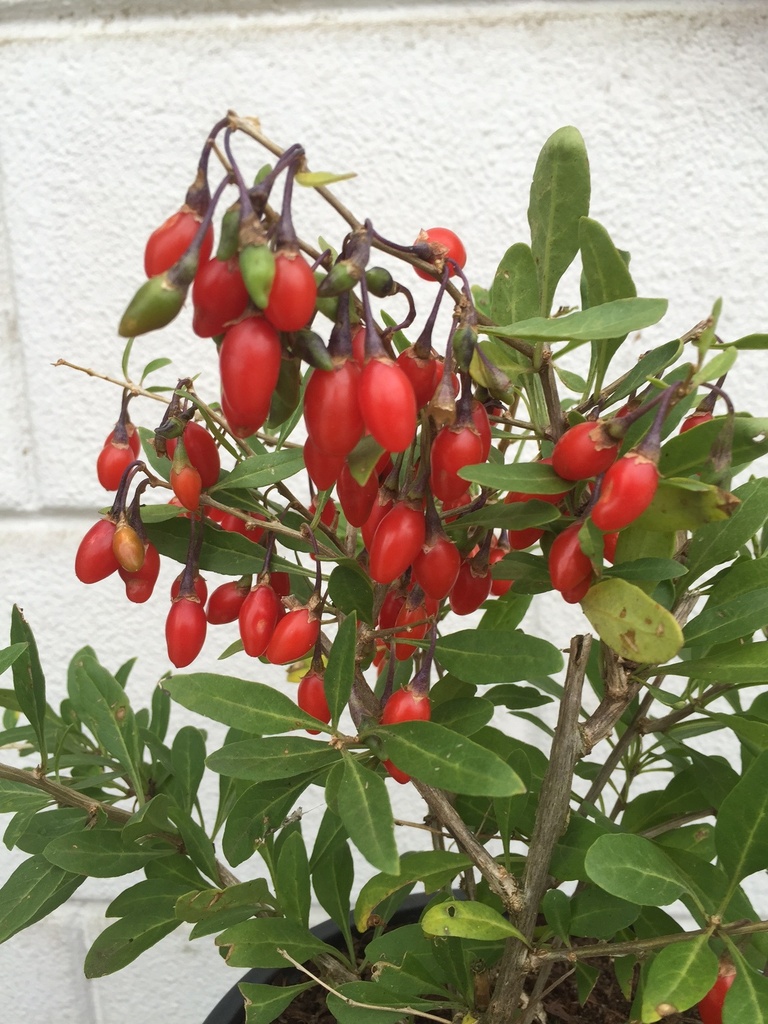 LYCIUM BARBARUM 'LITTLE GOJI'
