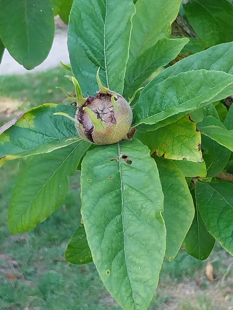 MESPILUS GERMANICA LAAGSTAM
