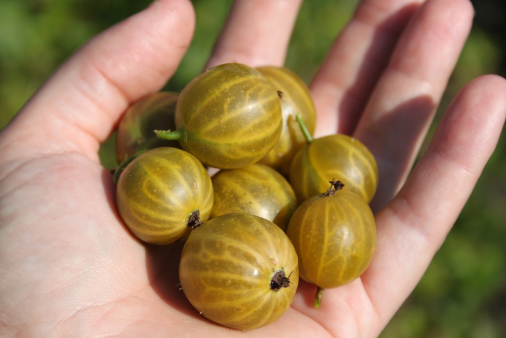 STEKELBES GOLDLING (R)