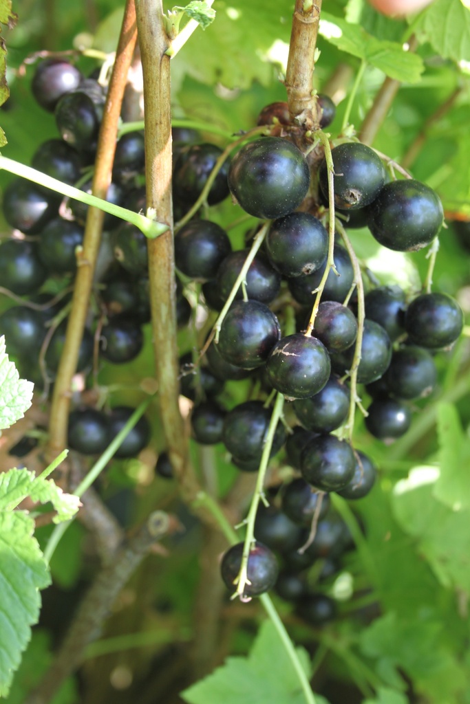 ZWARTE BES 'LITTLE BLACK SUGAR' (R)