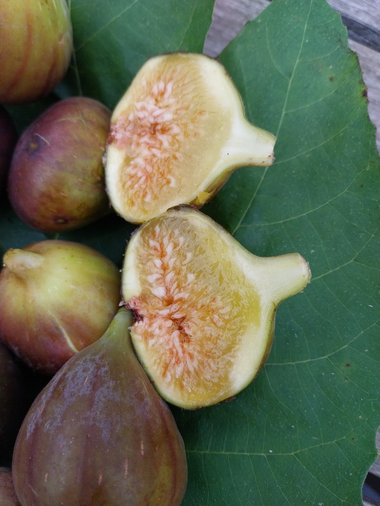 [FCOPR50] FICUS CARICA OSBORN PROLIFIC