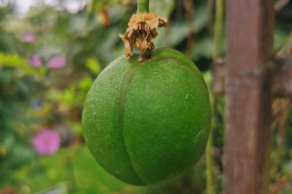 [PCEPO3] PASSIFLORA COOLTROPICS (R) EIA POPEIA (R)