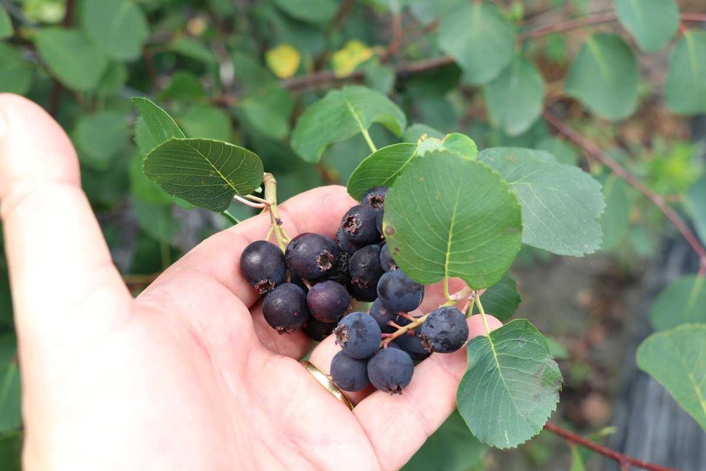 [AAMA3C] AMELANCHIER ALNIFOLIA MARTIN
