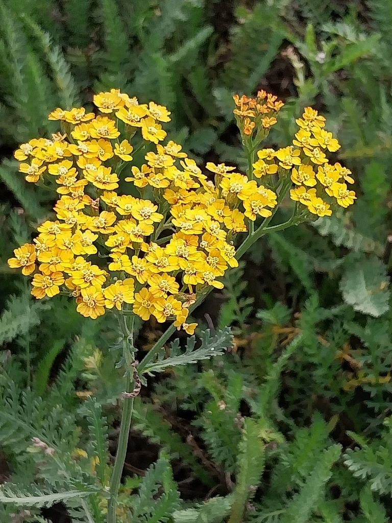 ACHILLEA HYBRIDE 'TERRACOTTA'