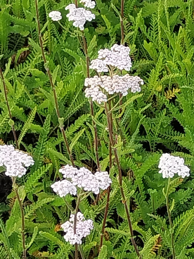 [ACHMWBEAU] ACHILLEA MILLEFOLIUM 'WHITE BEAUTY' (Pot 9 cm)
