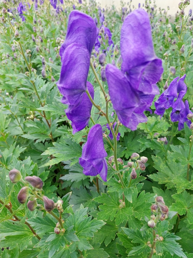 ACONITUM CARMICHAELII 'ARENDSII'