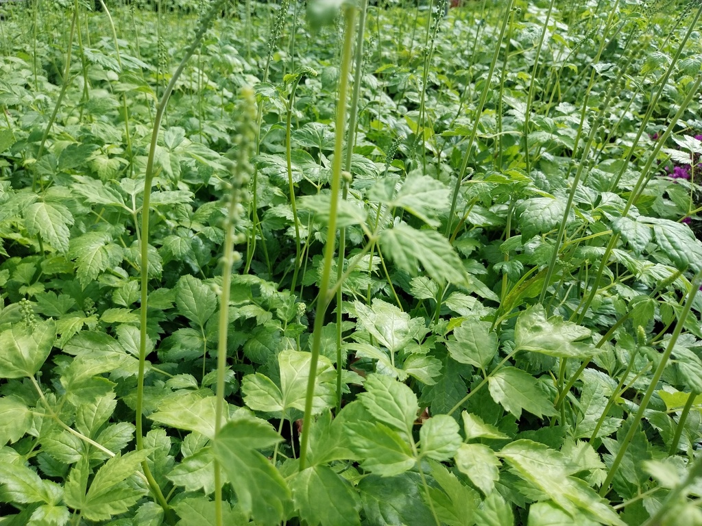 ACTAEA SIMPLEX 'WHITE PEARL'