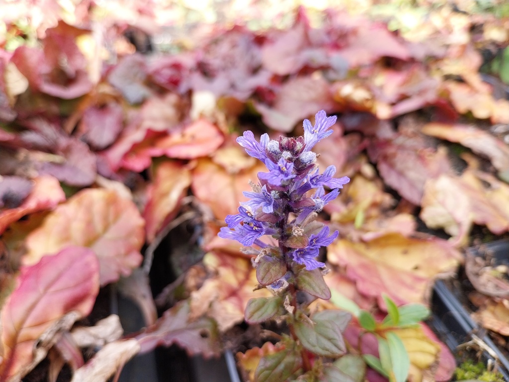 AJUGA REPTANS 'ATROPURPUREA'