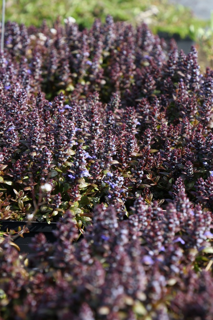 [AJURCCHIP] AJUGA REPTANS 'CHOCOLATE CHIPS' (Pot 9 cm)