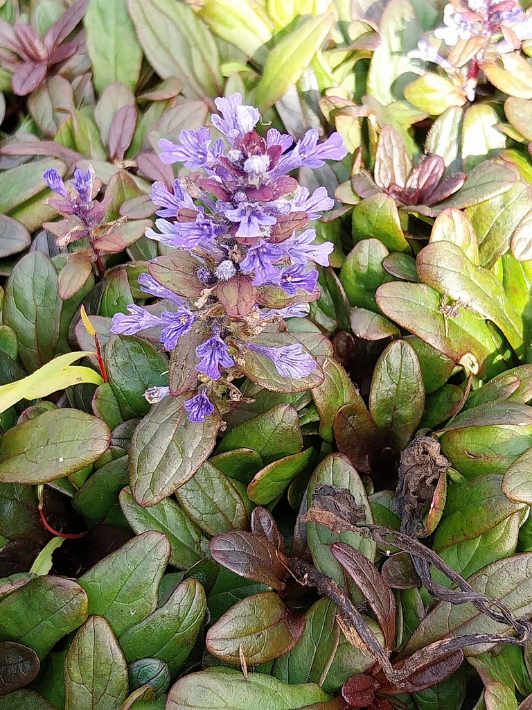 [AJUTVA] AJUGA TENORII 'VALFREDDA' (CHOCOLATA CHIP) (Pot 9 cm)