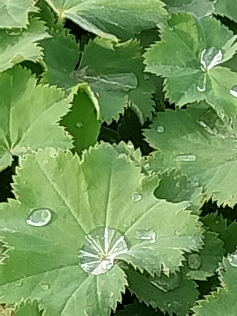 [ALCMOL09] ALCHEMILLA 'MOLLIS' (Pot 9 cm)