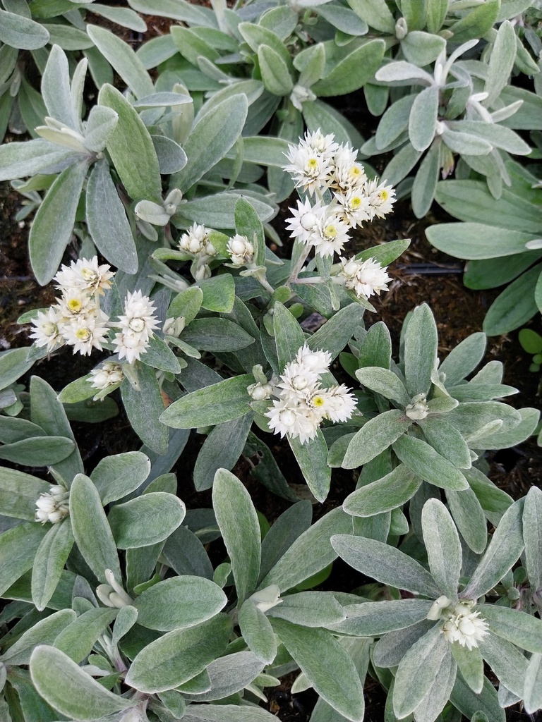 ANAPHALIS 'TRIPLINERVIS'