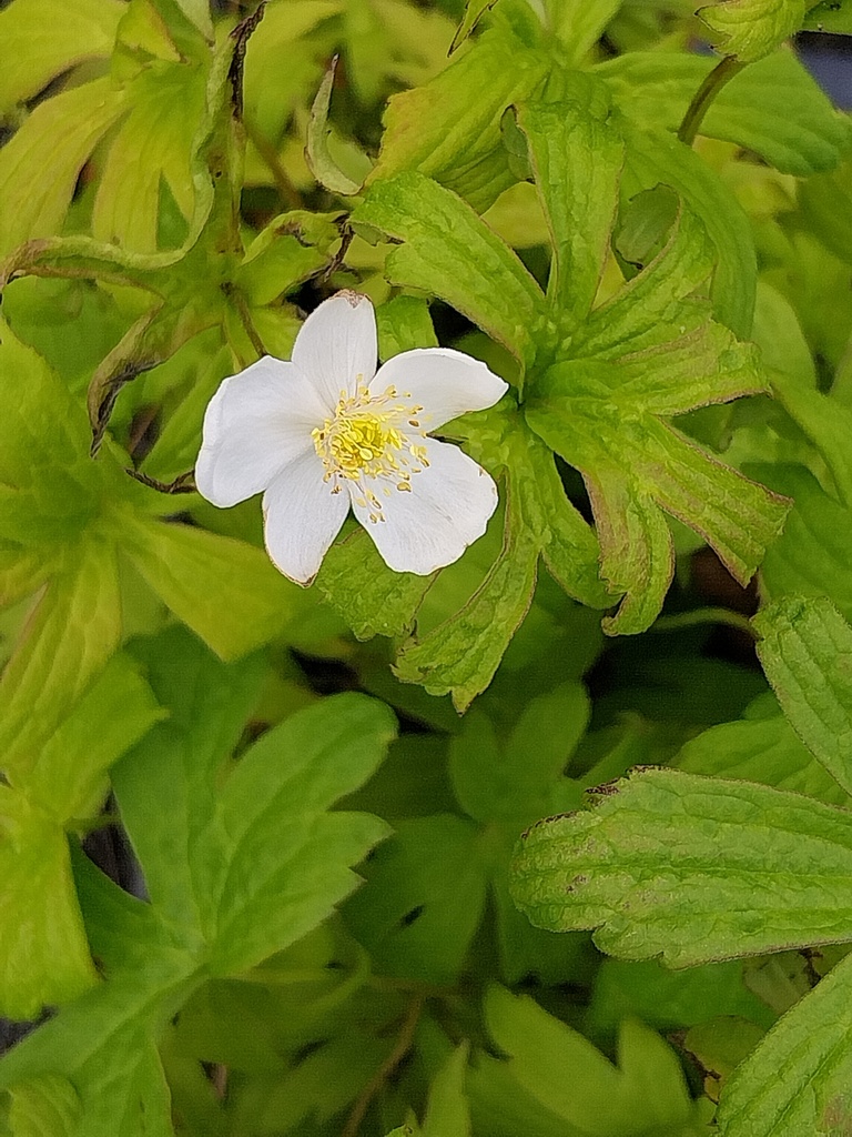 ANEMONE CANADENSIS