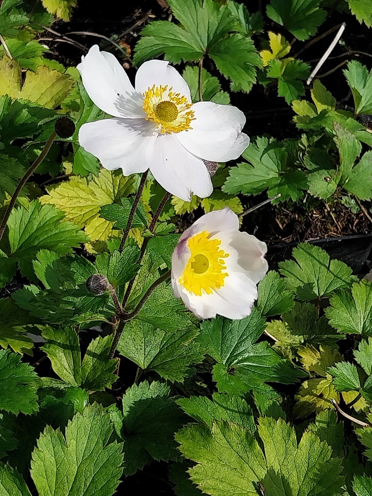 ANEMONE HYBRIDA 'ELFIN SWAN'
