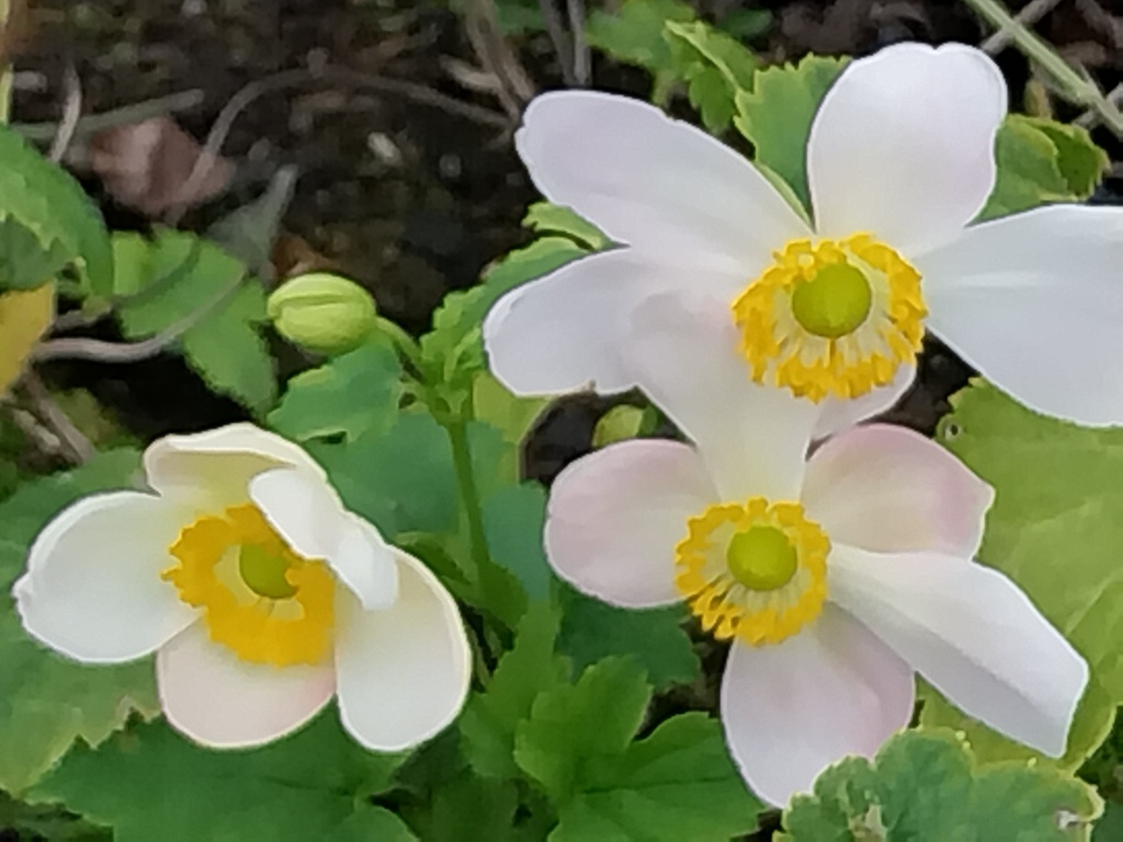 ANEMONE HUPEHENSIS 'PRETTY LADY MARIA'