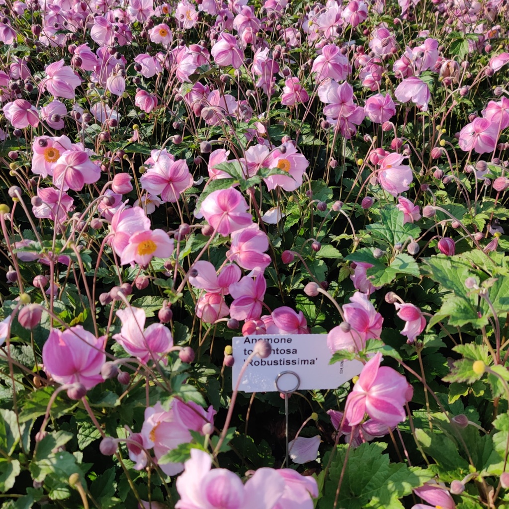ANEMONE TOMENTOSA 'ROBUSTISSIMA'