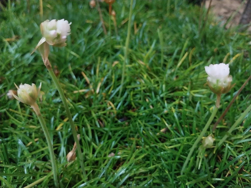 ARMERIA MARITIMA 'ABBEY WHITE'