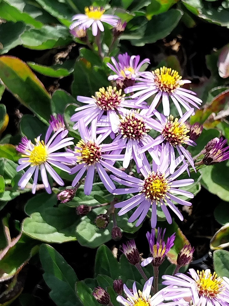 [ASTAAN] ASTER AGERATOIDES 'ADUSTUS NANUS'