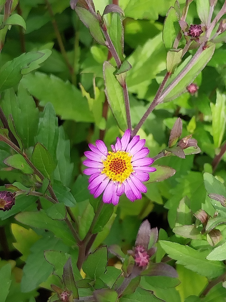 ASTER AGERATOIDES 'EZO MURAZAKI'