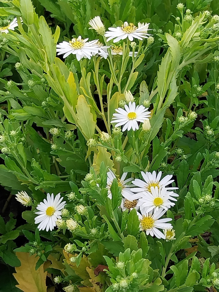 ASTER AGERATOIDES 'ASHVI'