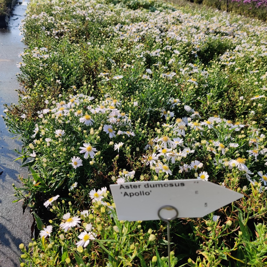 ASTER DUMOSUS 'APOLLO'