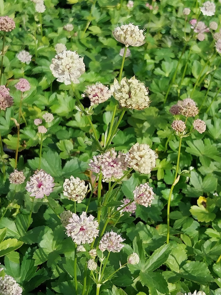 [ASTMAJ] ASTRANTIA MAJOR