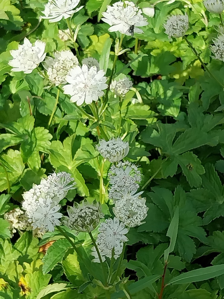 ASTRANTIA MAJOR 'SUPERSTAR' (WHITE GIANT)