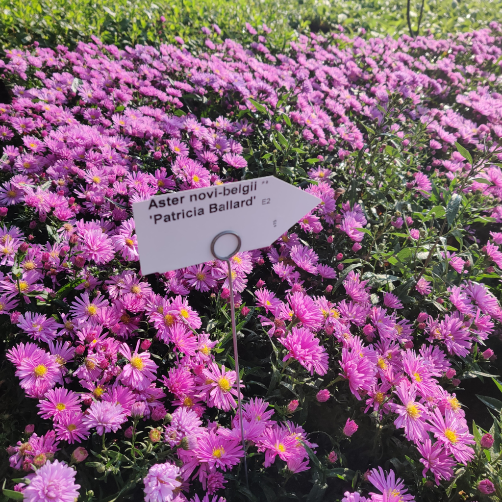 ASTER NOVI-BELGII 'PATRICIA BALLARD'