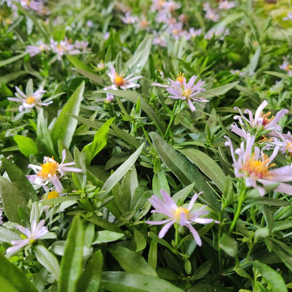 [ASTVAL] ASTER VERSICOLOR 'ALTWEIBERSOMMER' (Pot 9 cm)
