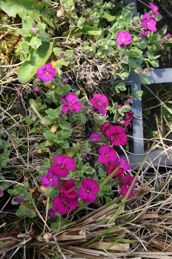 AUBRIETA HYBRIDE 'CASCADE RED'