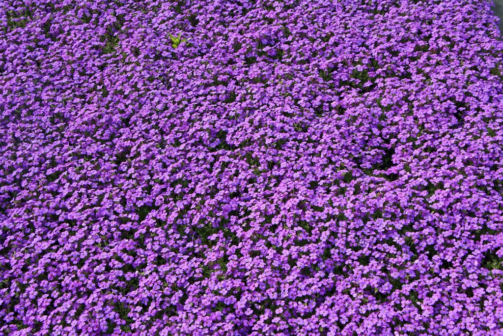 [AUBHHS] AUBRIETA HYBRIDE 'HAMBURGER STADTPARK' (Pot 9 cm)
