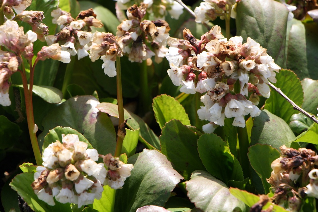 BERGENIA HYBRIDE 'SNOWTIME'