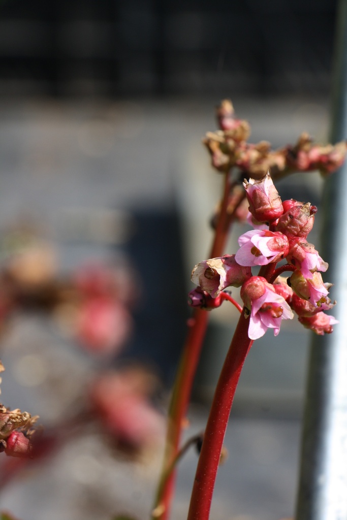 BERGENIA HYBRIDE 'BABY DOLL'
