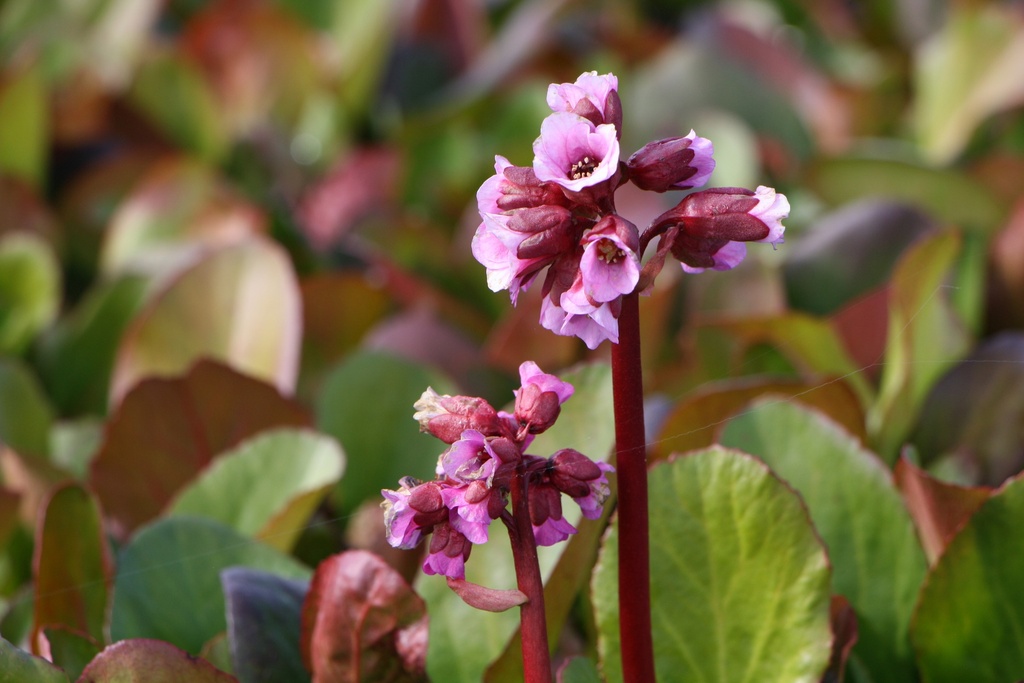 [BERHRO] BERGENIA HYBRIDE 'ROTBLUM'