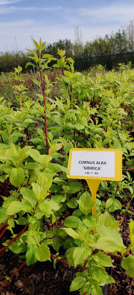 [BRUSIB] BRUNNERA SIBIRICA