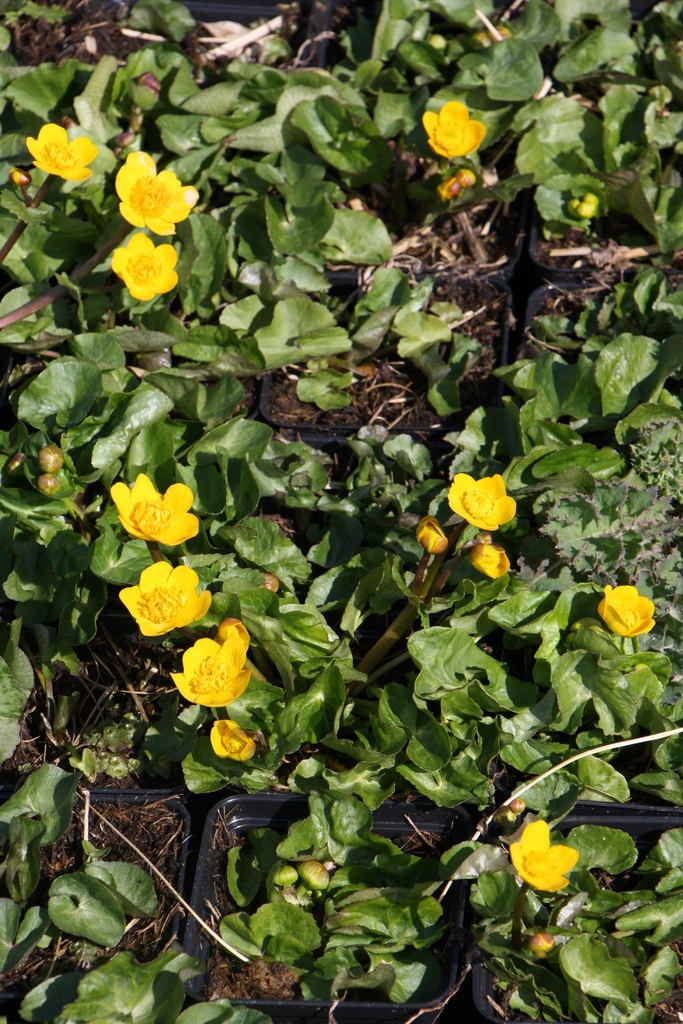 CALTHA PALUSTRIS