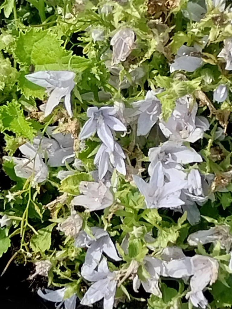 CAMPANULA POSCHARSKYANA 'E.H. FROST'