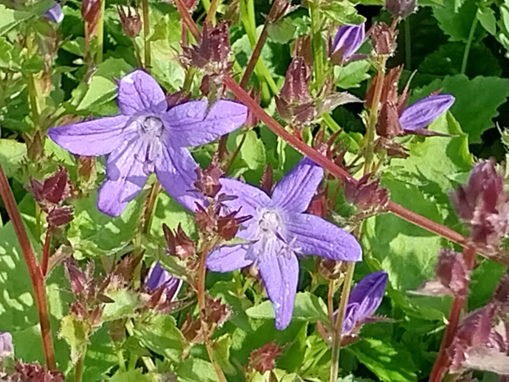 [CAMPOS] CAMPANULA POSCHARSKYANA (Pot 9 cm)