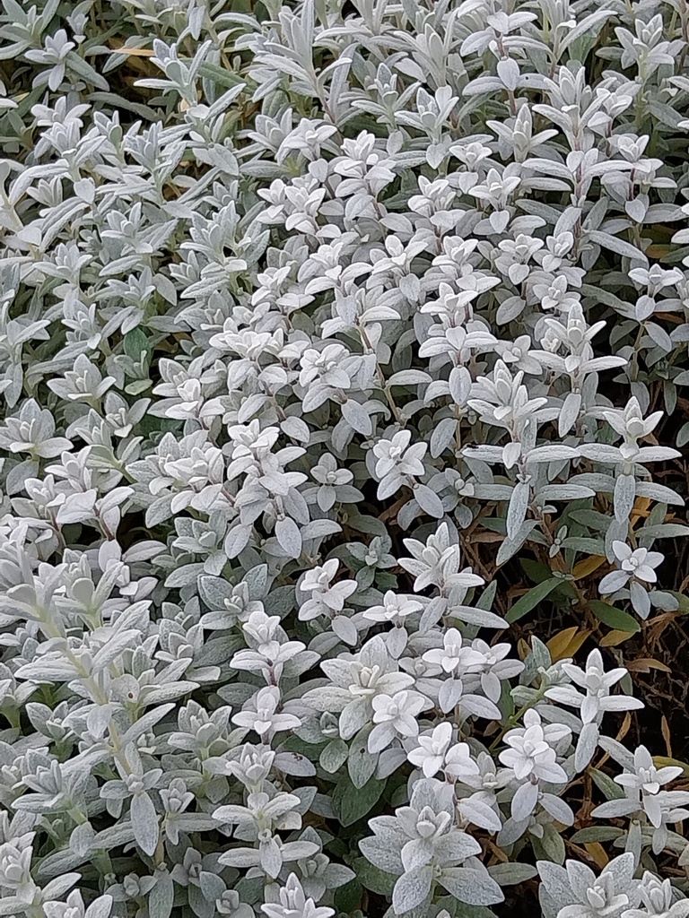 [CERTYY] CERASTIUM TOMENTOSUM 'YO YO'