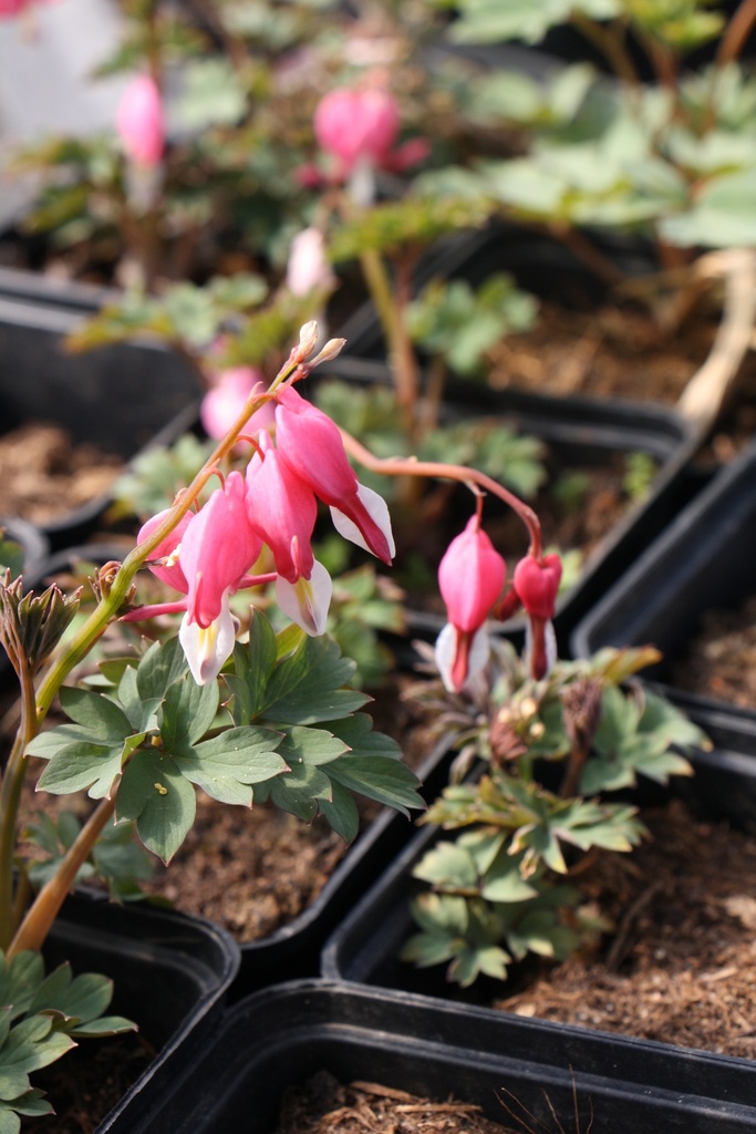 [DICSPE] DICENTRA SPECTABILIS