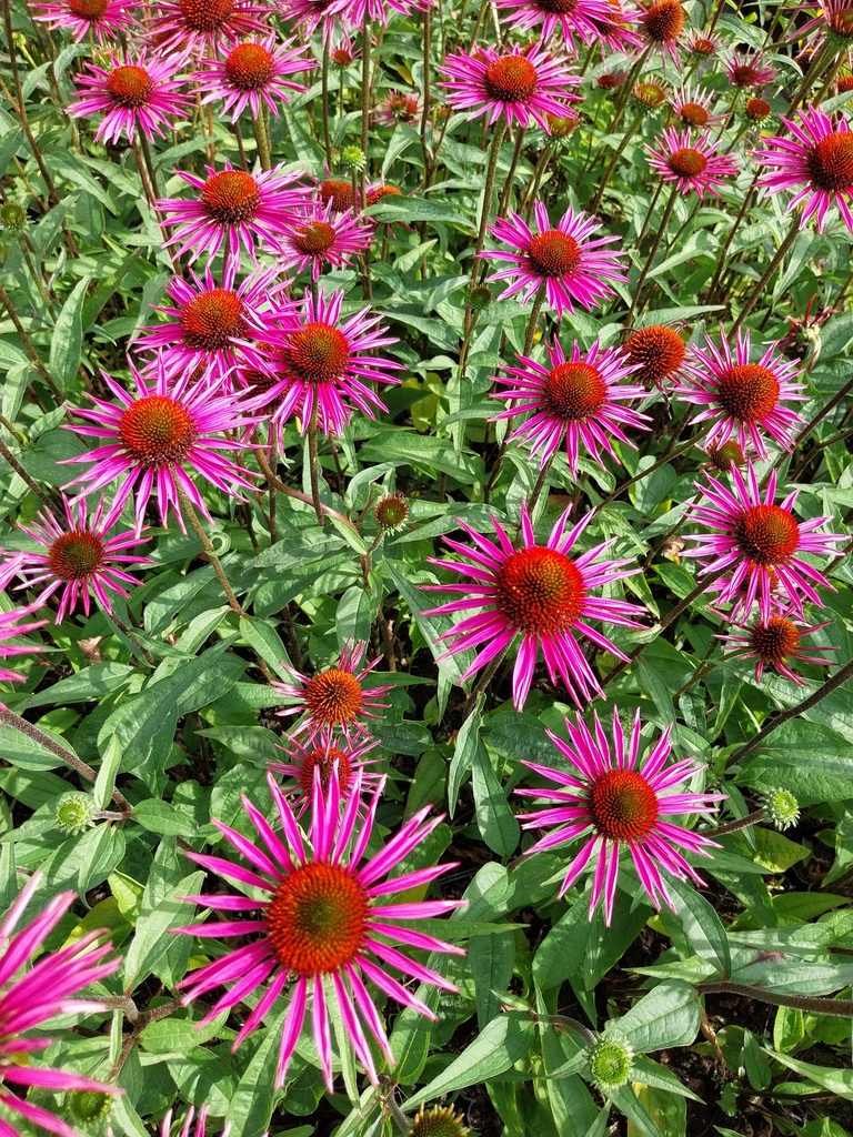 [ECHPBE] ECHINACEA PURPUREA 'PICA BELLA'