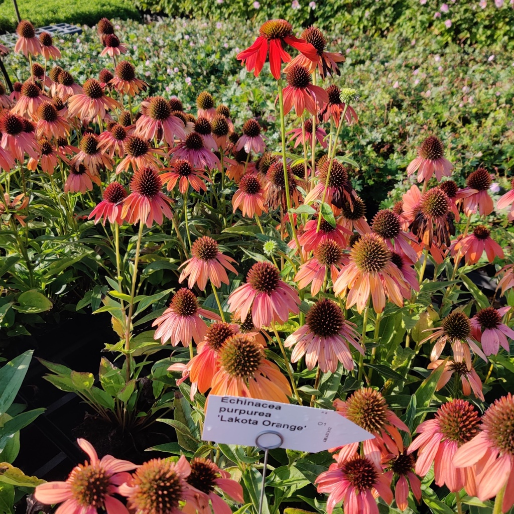 ECHINACEA PURPUREA 'LAKOTA ORANGE'