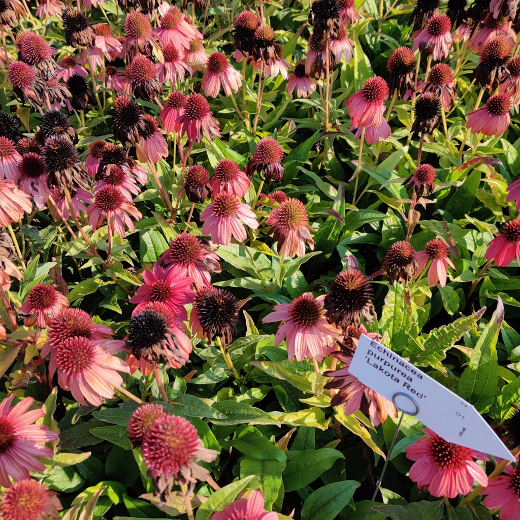 ECHINACEA PURPUREA 'LAKOTA RED'