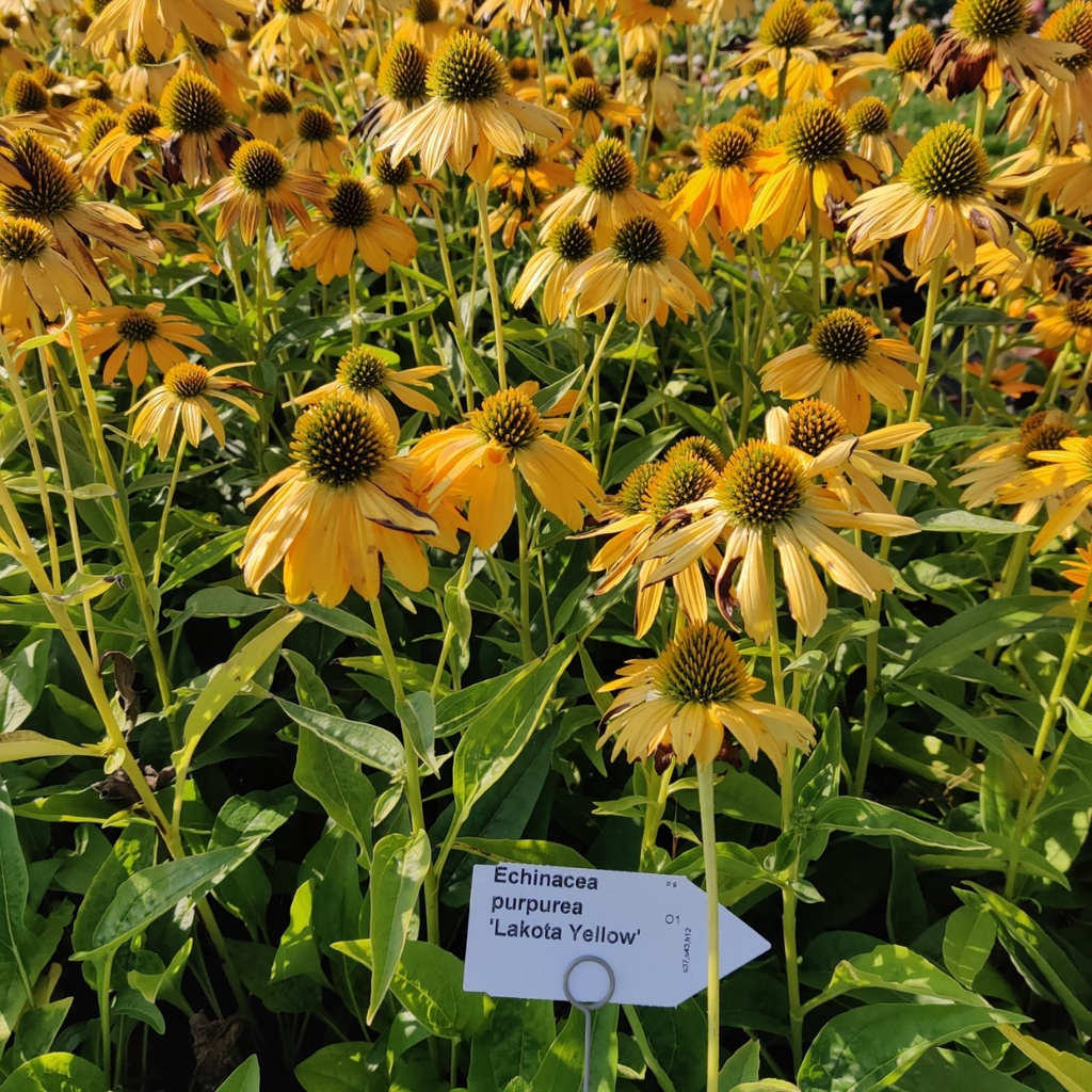 ECHINACEA PURPUREA 'LAKOTA YELLOW'