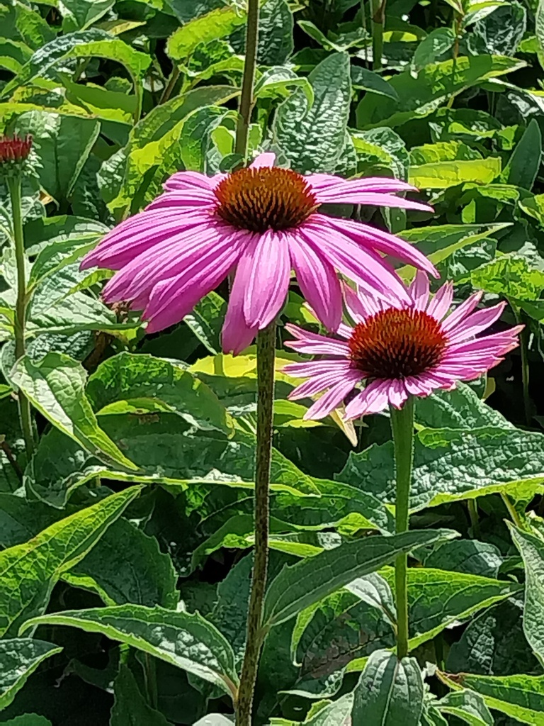 [ECHPMA] ECHINACEA PURPUREA 'MAGNUS'