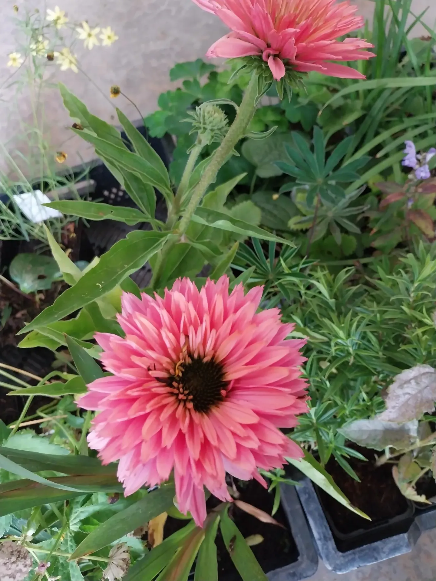 ECHINACEA PURPUREA 'SUNSEEKERS SALMON'