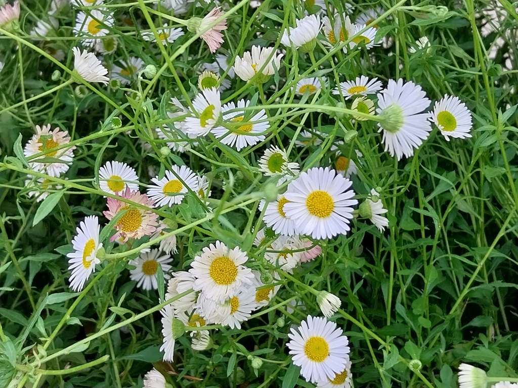 [ERIKAR] ERIGERON KARVINSKIANUS (Pot 9 cm)