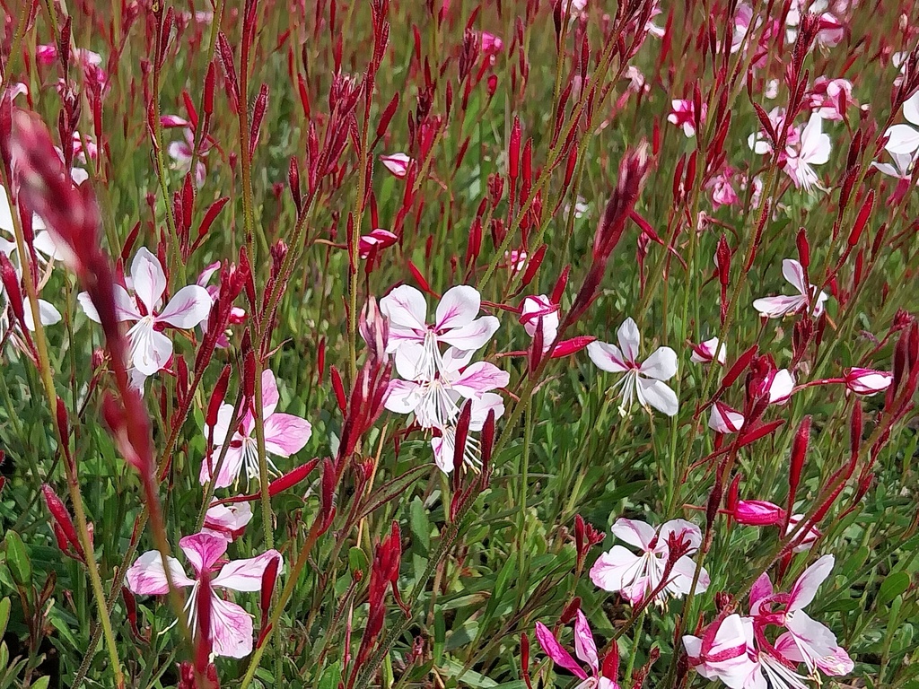 GAURA LINDHEIMERI 'SISKIYOU PINK'