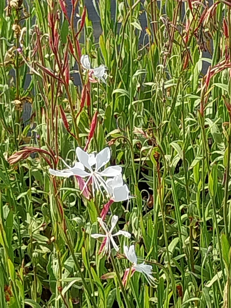 GAURA LINDHEIMERI 'WHIRLING BUTTERFLIES'