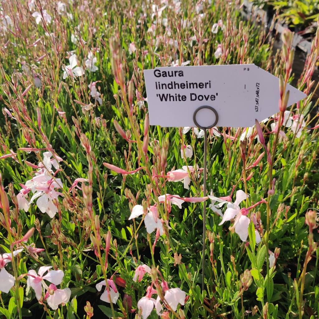 [GAULWD] GAURA LINDHEIMERI 'WHITE DOVE'